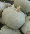 Sweetmeat Winter Squash Seeds – Heirloom Cucurbita maxima for Bountiful Fall Harvest, Roasting & Cooking, Organic, Non-GMO, 20 Seeds