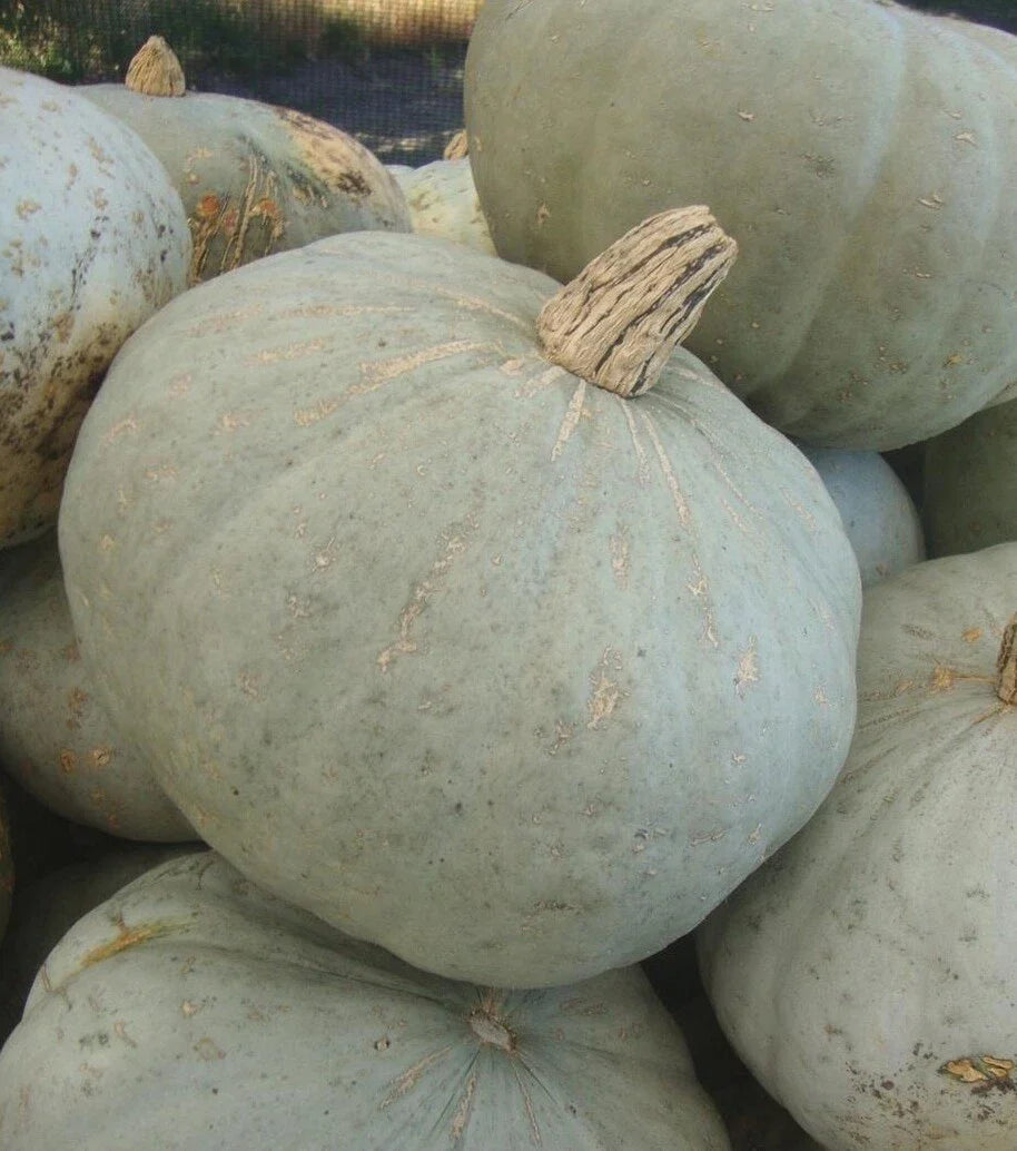 Sweetmeat Winter Squash Seeds – Heirloom Cucurbita maxima for Bountiful Fall Harvest, Roasting & Cooking, Organic, Non-GMO, 20 Seeds