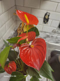 Anthurium Red Flowering Plant in Pot – Live Houseplant for Office & Home Decor – Anthurium andraeanum