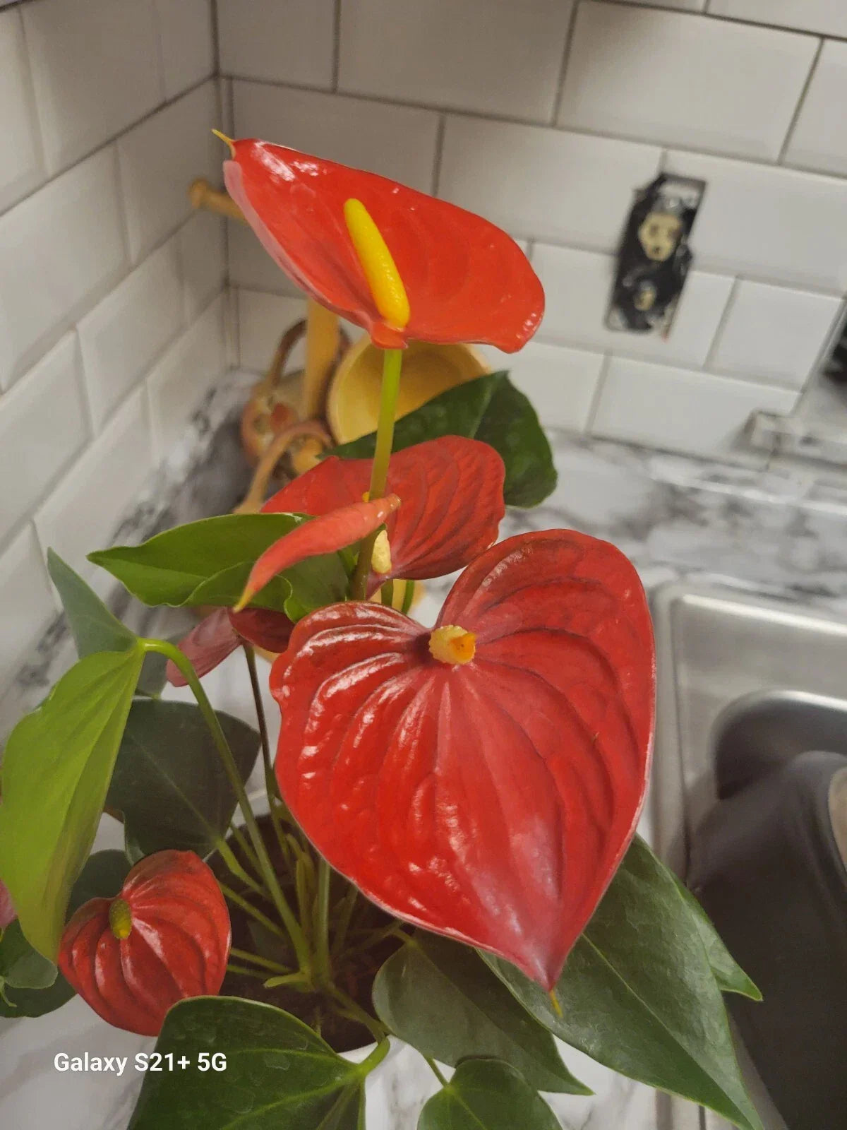 Anthurium Red Flowering Plant in Pot – Live Houseplant for Office & Home Decor – Anthurium andraeanum