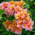 Bougainvillea Plant 3 Gallon - Big Double Petals Orange Pink Bougainvillea glabra