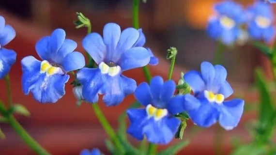 Nemesia Seeds Blue Gem Annual Flower Seeds Nemesia strumosa Compact Bushy Plant