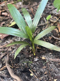 Christmas Palm Seedlings - Bare Rooted Adonia merrilli for Landscaping, Patio & Indoor Use