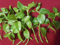 Sun Rose Red Apple Cuttings 4-6" Aptenia cordifolia for Rooting, 10 Pack, Succulent Plant Propagation, Indoor & Outdoor Gardening