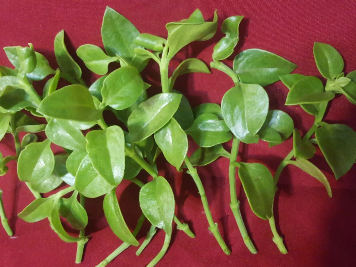 Sun Rose Red Apple Cuttings 4-6" Aptenia cordifolia for Rooting, 10 Pack, Succulent Plant Propagation, Indoor & Outdoor Gardening