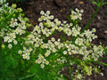 Caraway Herb Seeds - 1000+ Fresh Seeds for Culinary Use, Baking & Herbal Tea - Carum carvi