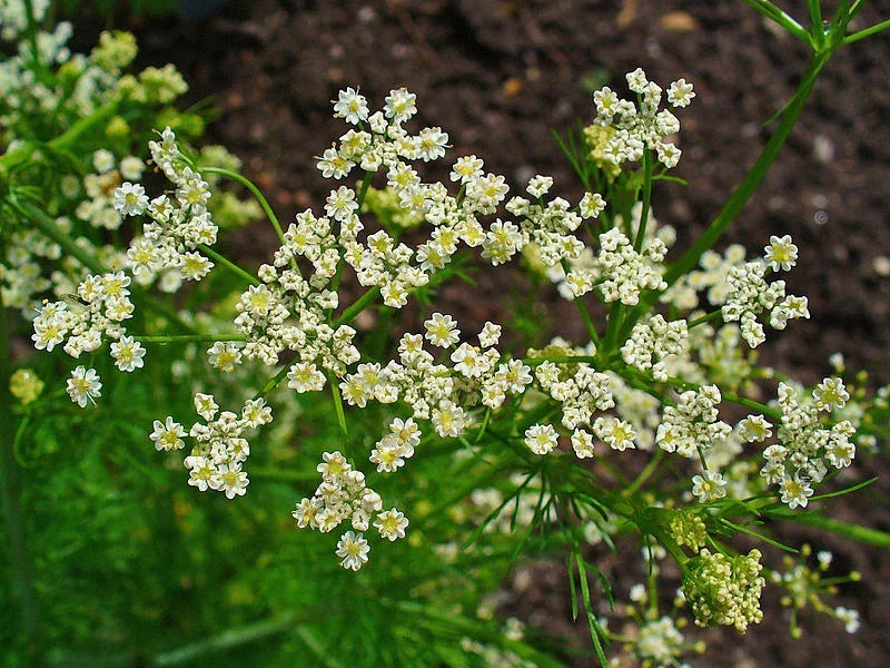 Caraway Herb Seeds - 1000+ Fresh Seeds for Culinary Use, Baking & Herbal Tea - Carum carvi