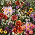 Bird & Butterfly Wildflower Seed Mix - Native Annual & Perennial Garden Blend for Pollinators