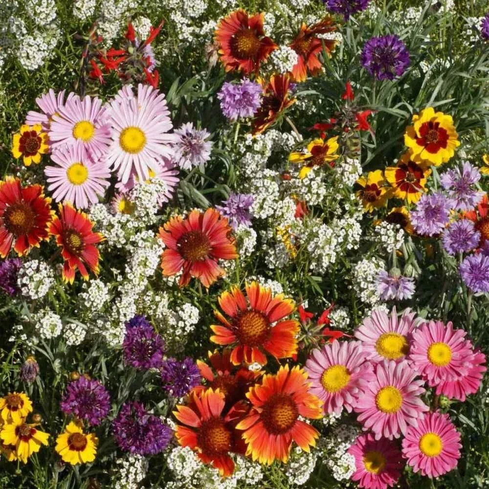 Bird & Butterfly Wildflower Seed Mix - Native Annual & Perennial Garden Blend for Pollinators