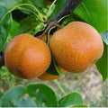 Sand Pear Fruit Tree Seeds - Pyrus pyrifolia Asian Edible Pears for Garden, Orchard, Home Growing