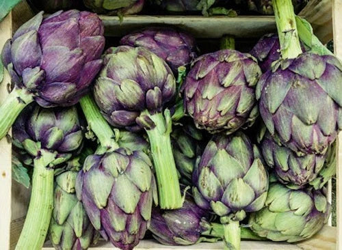 Purple Romagna Artichoke Seeds - Organic Perennial Cynara scolymus for Home Gardens, Heirloom, Non-GMO, 15+ Seeds