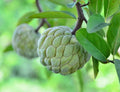 Sugar Apple Tree Seeds - 5 Seeds - Annona squamosa - Tropical Fruit Tree for Bonsai & Container Gardening