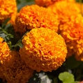 Hawaii Orange African Marigold Seeds - Tagetes erecta, Bright Orange Flower Seeds for Borders, Beds & Containers, Deer Resistant, 100 Seeds