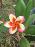Plumeria Seeds 5 Pack - Orange Yellow Pink Flowers - Perennial Frangipani Seeds for Garden & Indoor Growth