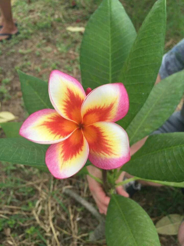Plumeria Seeds 5 Pack - Orange Yellow Pink Flowers - Perennial Frangipani Seeds for Garden & Indoor Growth