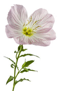 Pink Showy Evening Primrose Seeds – Perennial Herb Flower Seeds, Oenothera speciosa, Pink Blooms, Pollinator Attractant, Easy to Grow