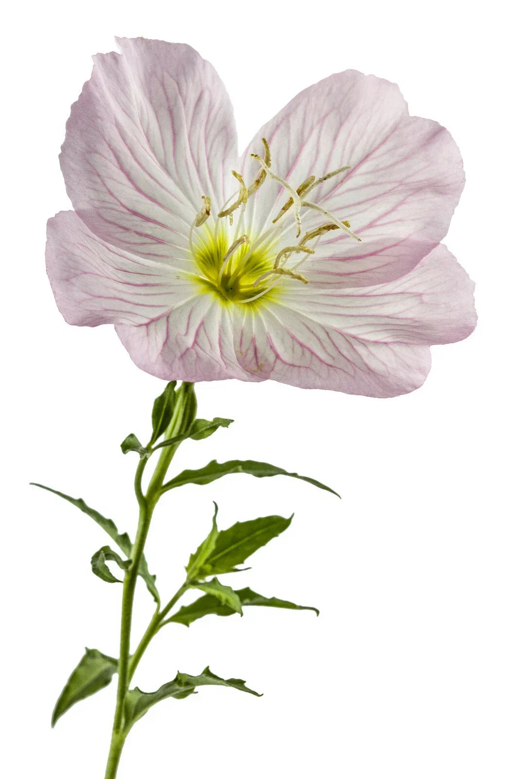 Pink Showy Evening Primrose Seeds – Perennial Herb Flower Seeds, Oenothera speciosa, Pink Blooms, Pollinator Attractant, Easy to Grow