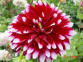 Dahlia Flower Seeds 20PCS - Perennial Garden Planting Seeds - Vibrant Blooming Varieties - Dahlia pinnata