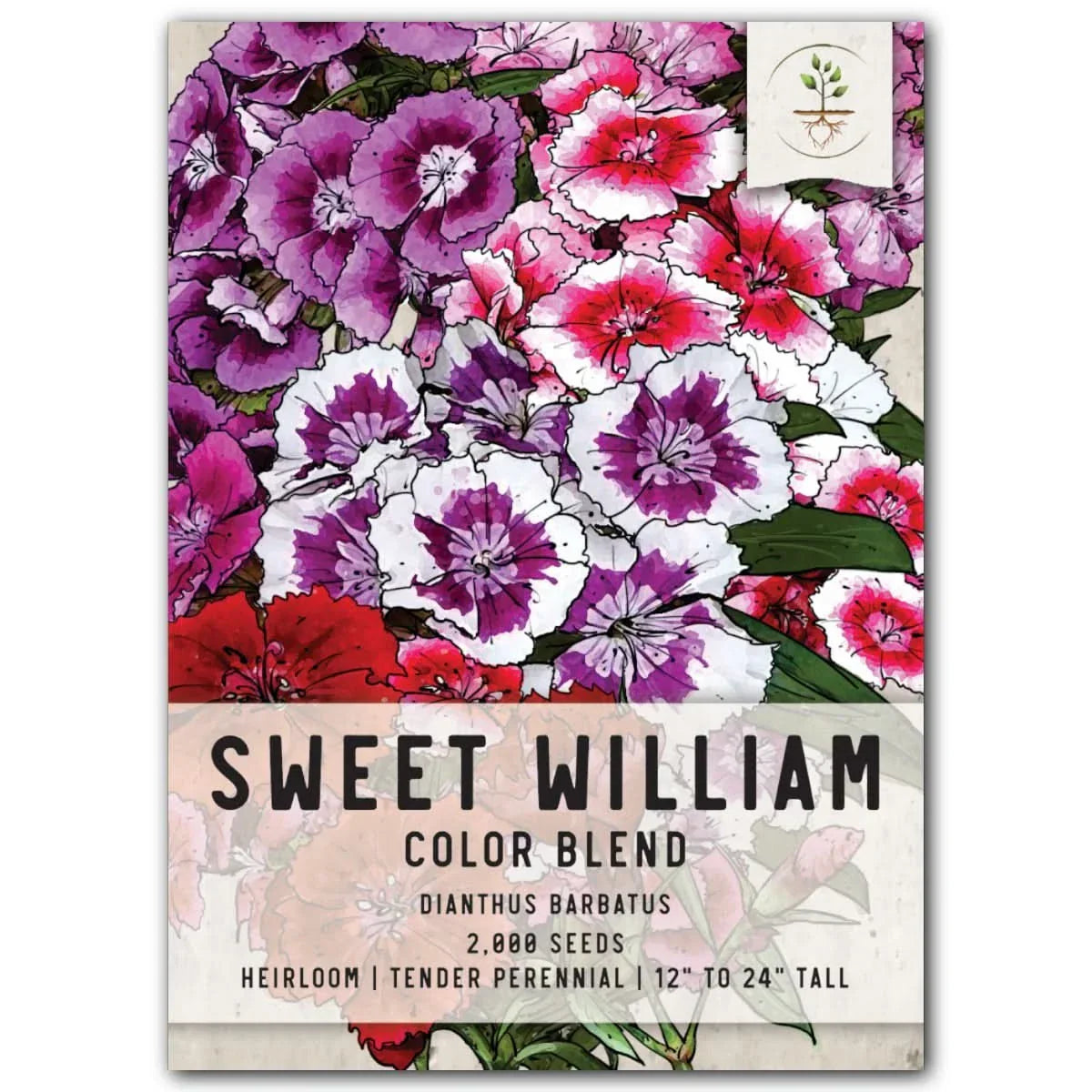 Sweet William Wildflower Seeds - Dianthus barbatus - Colorful Perennial Garden Flowers - Seed Packet for Borders & Cut Flowers