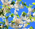 Carolina Silverbell Tree Seeds - Halesia carolina - Native Deciduous Tree for Garden Planting - 6 Large Seeds