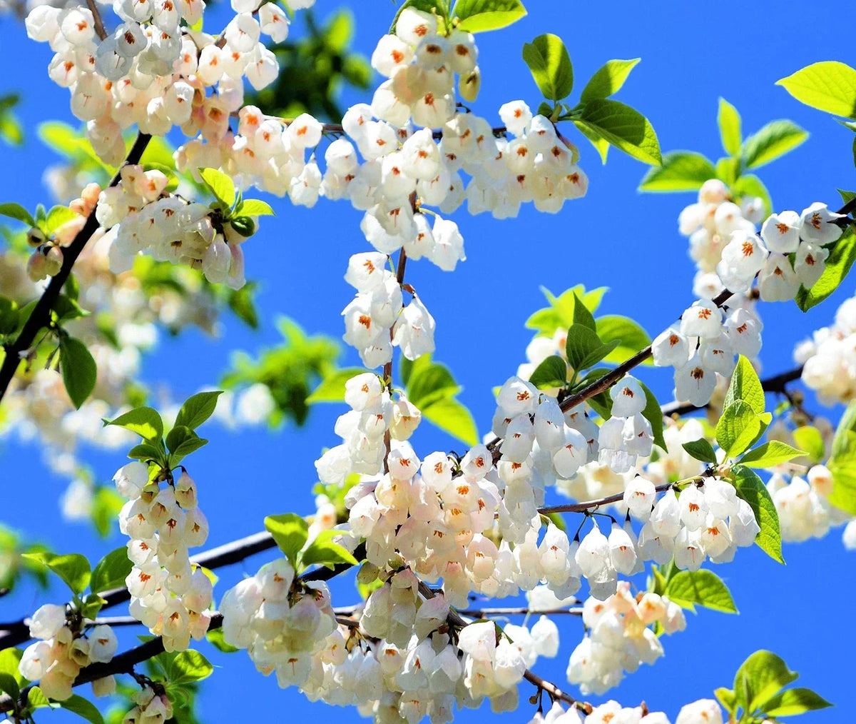 Carolina Silverbell Tree Seeds - Halesia carolina - Native Deciduous Tree for Garden Planting - 6 Large Seeds