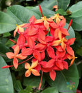 Flame of the Woods Geranium Seeds - 25+ Pack Pelargonium for Garden, Borders, Containers, USA Grown