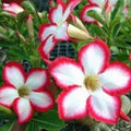 Desert Rose Seeds Pack of 4 – White Red Adenium Obesum Exotic Flower Seeds for Garden or Indoor Planting