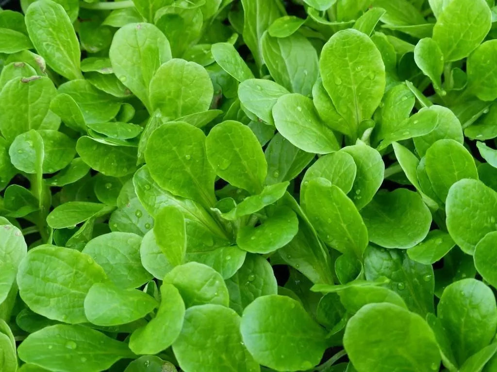 Dutch Corn Salad Seeds, Mache, Lamb's Lettuce, Non-GMO, Various Sizes, Valerianella locusta