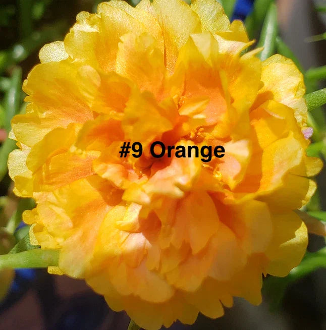 Moss Rose Cuttings - 10 Unrooted Orange Portulaca Grandiflora for Garden or Container