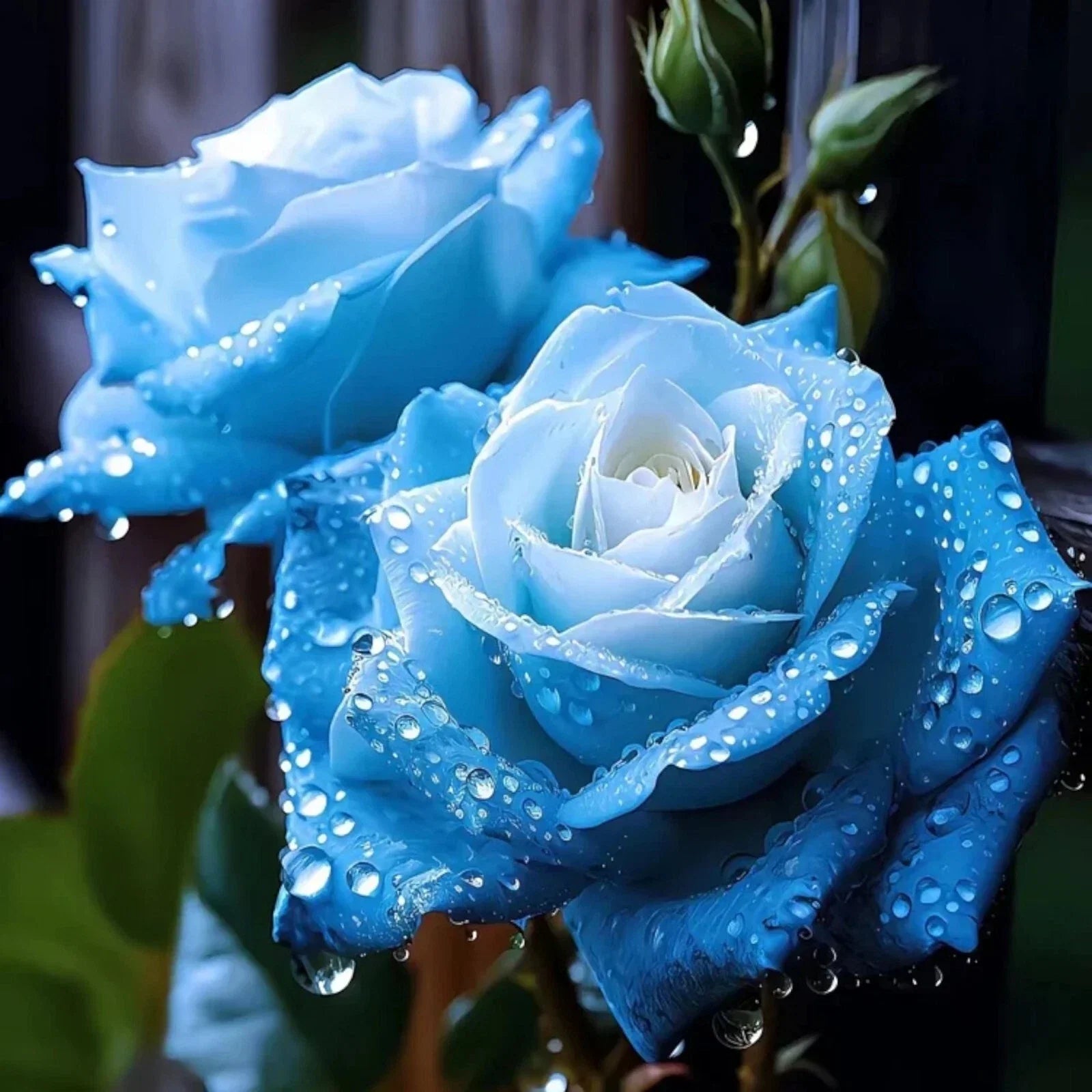 Blue Rose Seeds - Broken Ice Variety, 20 Pack, Rosa spp., Garden Flowers for Borders & Pots