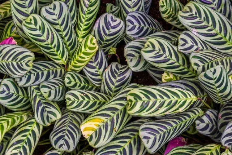 Calathea Stromanthifolia Seeds – 25+ Pack for Indoor & Outdoor Gardening – Tropical Plant Seeds – USA Grown