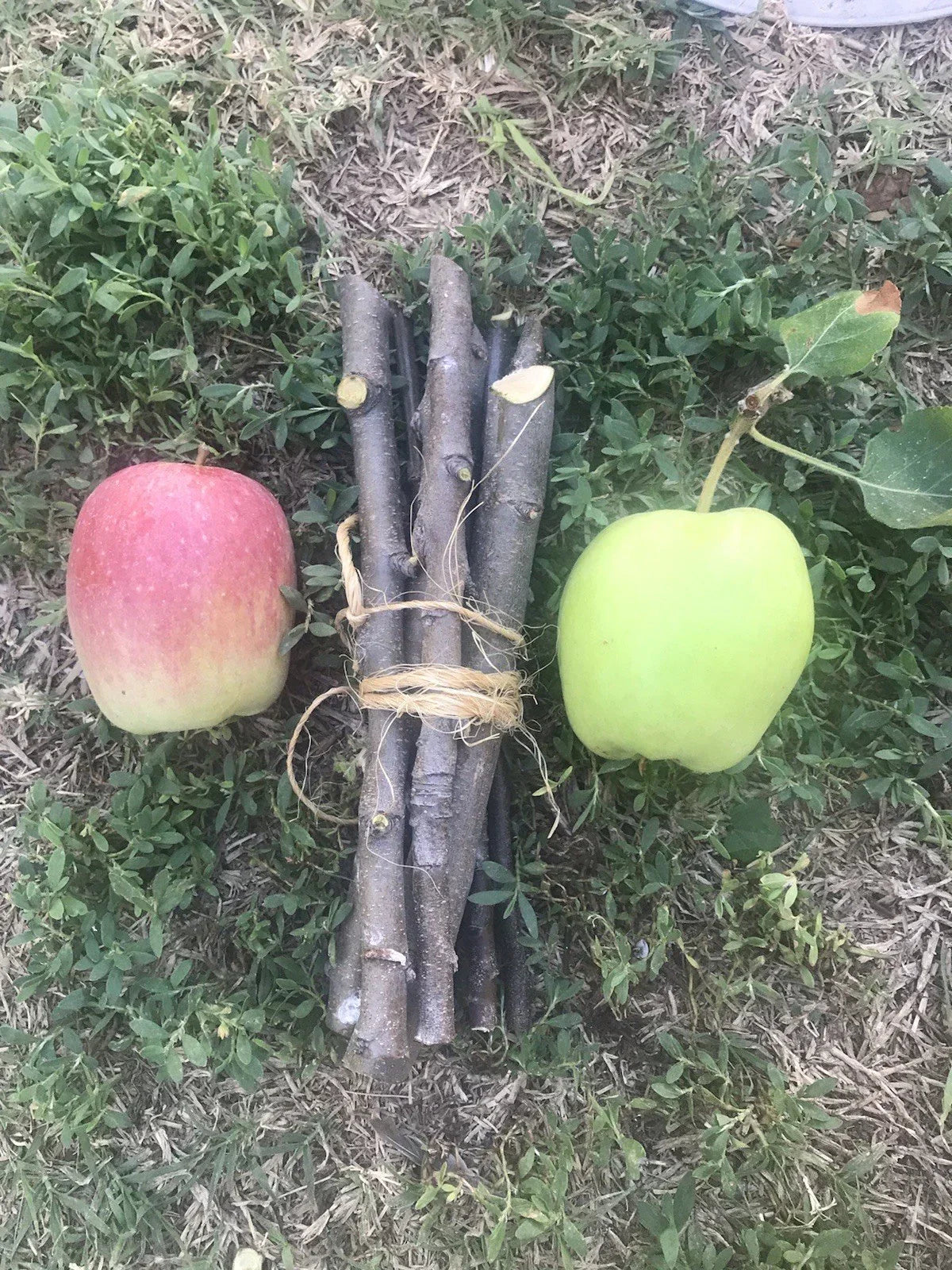 Organic Apple Tree Cuttings - 5 Fresh Malus domestica Propagation Clippings for Home Garden
