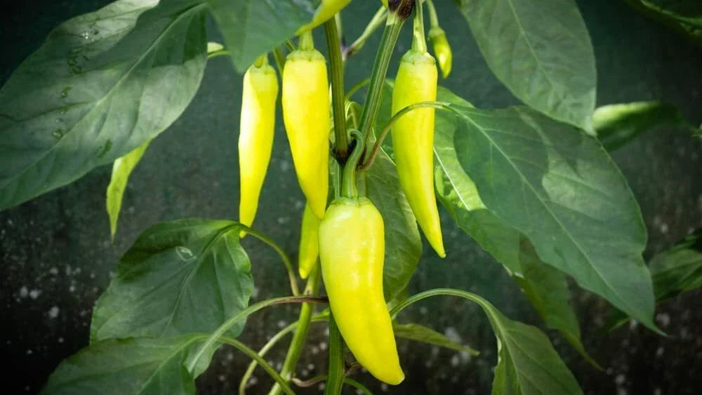 Banana Pepper Seeds 100 Count | Yellow Sweet Pepper for Cooking & Seasoning | Capsicum annuum