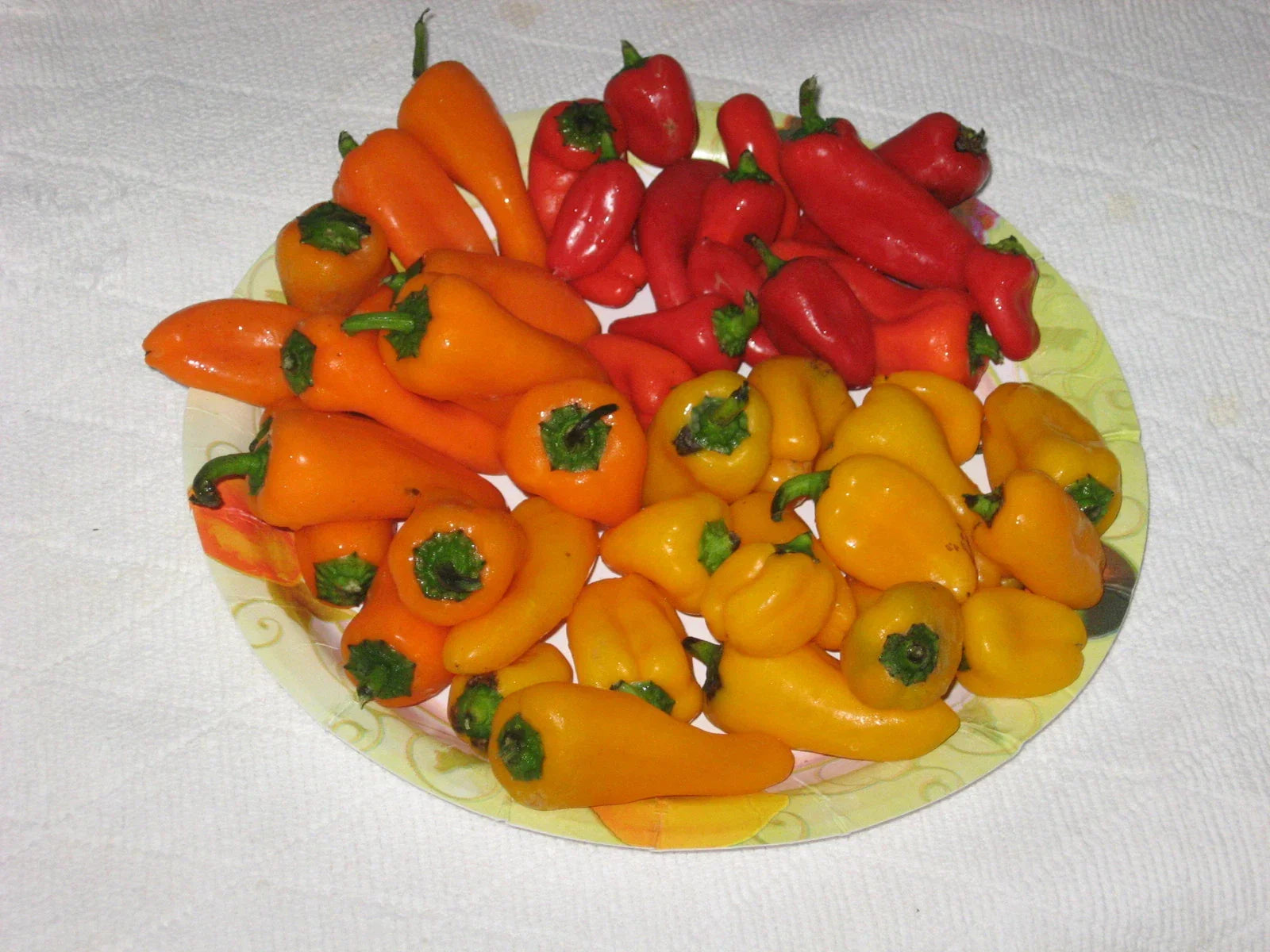 Bulk 100 Mini Bell Pepper Seeds - Sweet Red, Yellow, Orange - Capsicum annuum 'Strawberry Sweet' for Organic Gardening