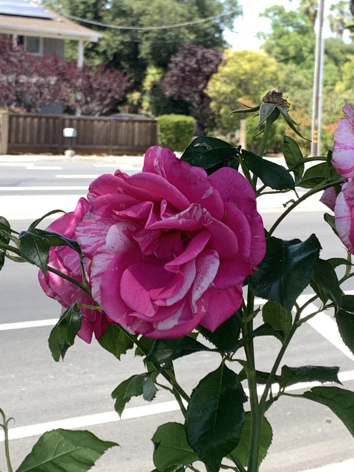 Pink White Variegated Fragrant Rose Cuttings – 6 Inch Rosa spp. Garden Propagation, No Roots
