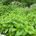 Spearmint Live Plants Set of 4 Bare Root Organic Mentha spicata Indoor Outdoor Cultivation