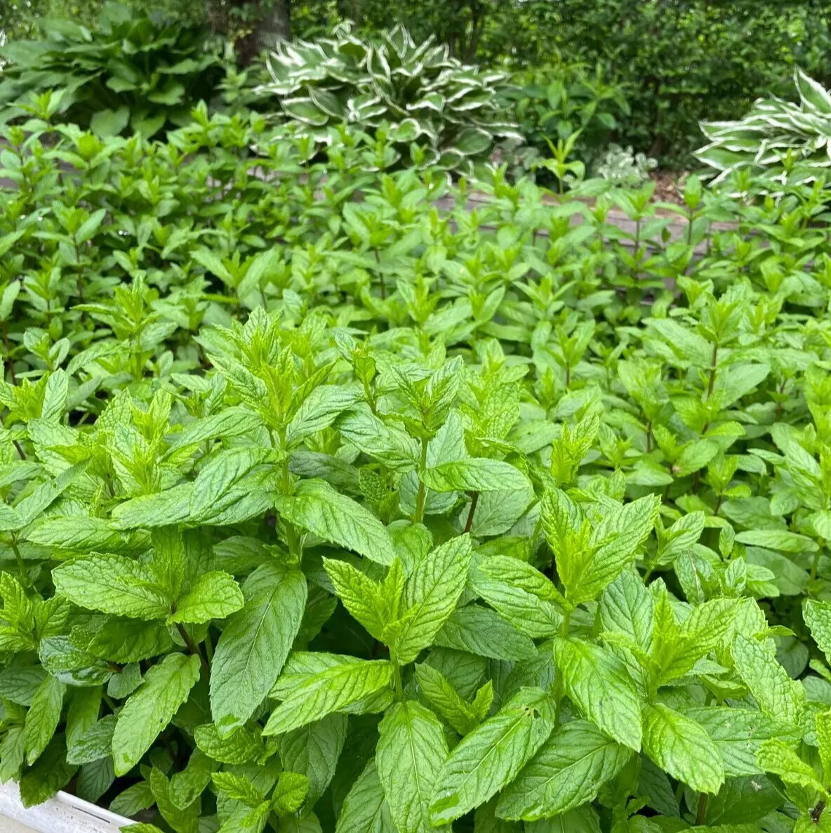 Spearmint Live Plants Set of 4 Bare Root Organic Mentha spicata Indoor Outdoor Cultivation