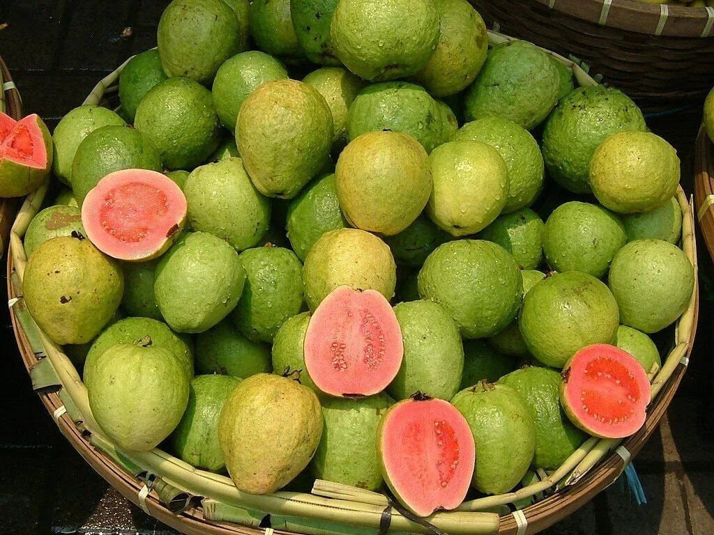 Pink Guava Seeds - Non-GMO Psidium guajava Fruit Plant for Home Garden or Container Cultivation