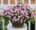 Petunia Plug Doppio Pink Shades Live Plant - Petunia × atkinsiana, Compact, Full Sun