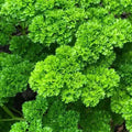 Parsley Seeds 1000+ Moss Curled Herb Garden Biennial Petroselinum crispum for Culinary Use