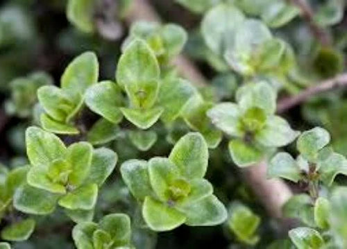 English Thyme Seeds - 100 Seeds, Culinary & Medicinal Herb, Thymus vulgaris, Aromatic, Easy to Grow