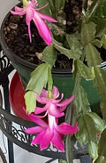 Schlumbergera Cactus Cutting - Pink Succulent Starter Plant for Home Decor and Gardening - Epiphyllum truncatum