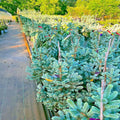 Colorado Blue Spruce Tree Seeds - Picea pungens "Glauca" for Bonsai & Landscaping, Cold Hardy, Blue-Green Foliage