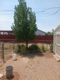 Hybrid Poplar Live Tree Cuttings – Qty. 12 Cottonless Cottonwood, Fast Growing, Arizona Grown, Shade & Privacy Screen