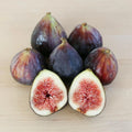 Beer’s Black Fig Plant - Live Rooted Starter - Self-Pollinating Ficus carica - Dwarf Shrub for Zones 7-10 with Purple Figs