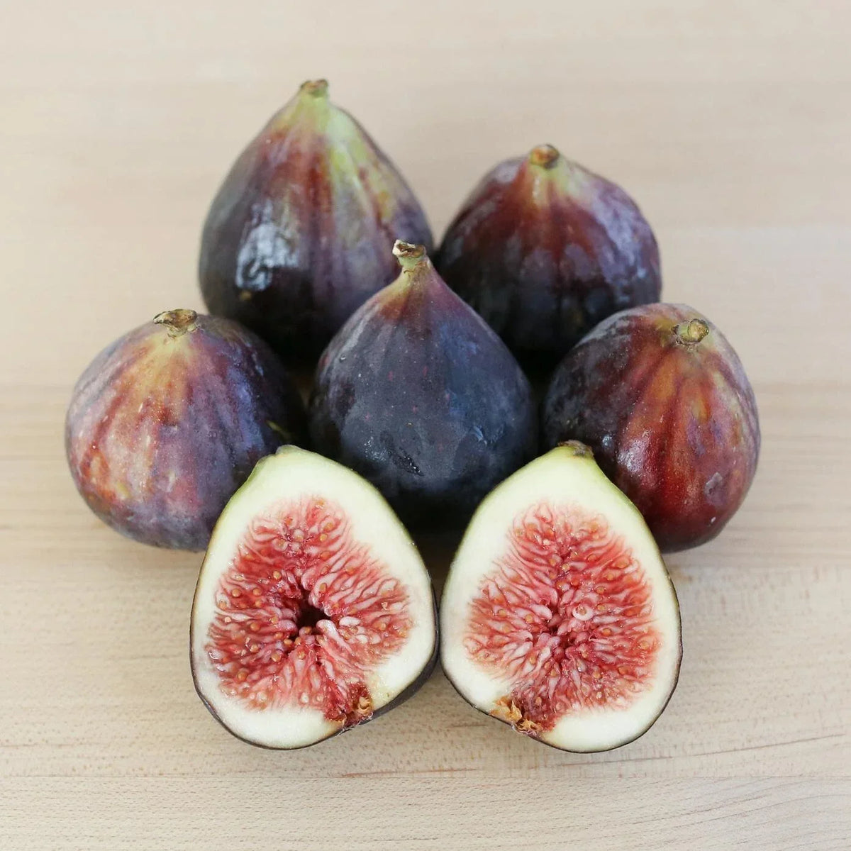 Beer’s Black Fig Plant - Live Rooted Starter - Self-Pollinating Ficus carica - Dwarf Shrub for Zones 7-10 with Purple Figs