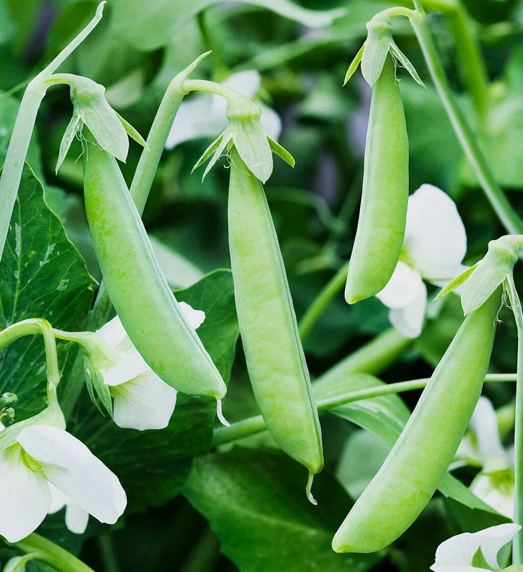 Sugar Ann Snap Pea Seeds - AAS Winner, Dwarf Bush Variety, Pisum sativum, Sweet & Tender, Non-GMO, Easy to Grow, 50 Seeds