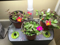 Aerogarden Flower Cuttings Kit – 8 Mix Colors Indoor Hydroponic Plants for Winter Garden, Rooting Starter Set