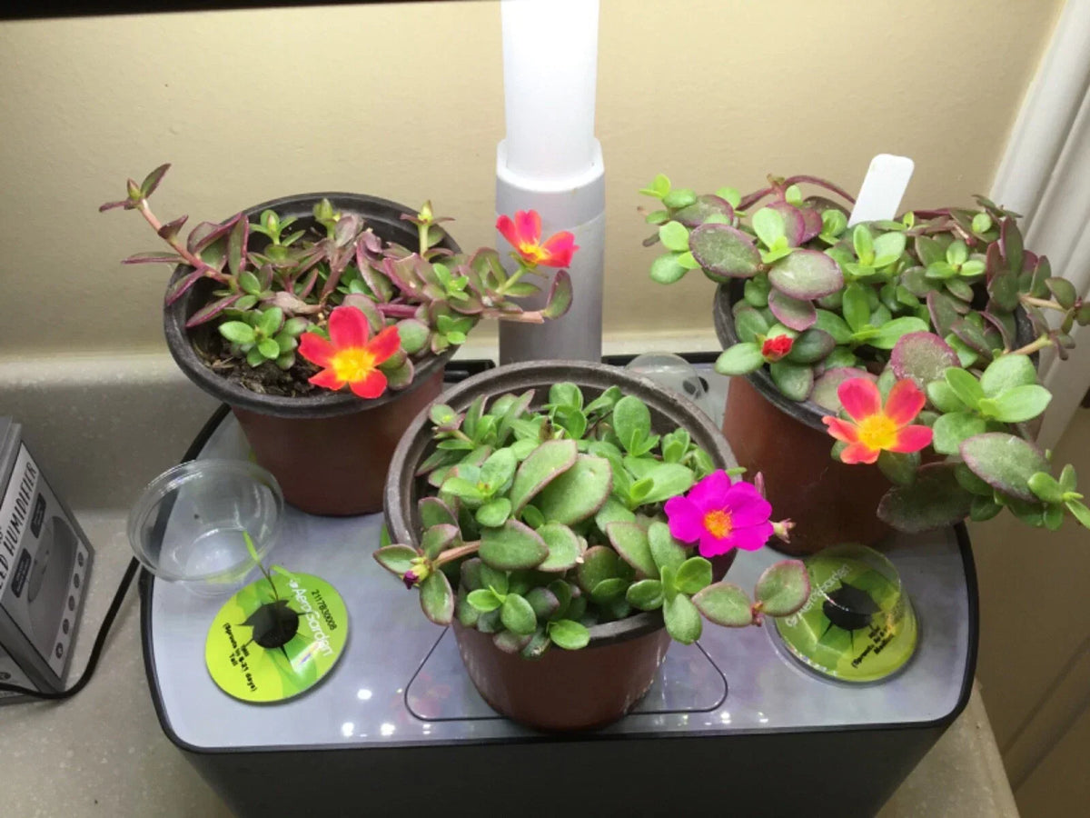 Aerogarden Flower Cuttings Kit – 8 Mix Colors Indoor Hydroponic Plants for Winter Garden, Rooting Starter Set