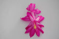 Christmas Cactus Starter Plant - Salsa Dancer, Schlumbergera Truncata, Well-Rooted Small Plant for Home Decor
